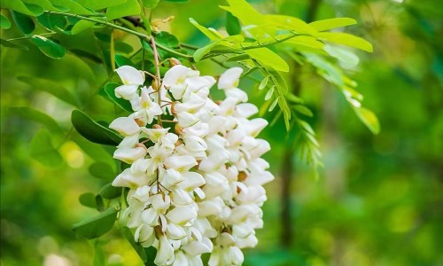 溴咖片一般吃几天停-溴咖合剂说明书网—知名的溴啡网站,分享溴咖合剂的功效和副作用知识