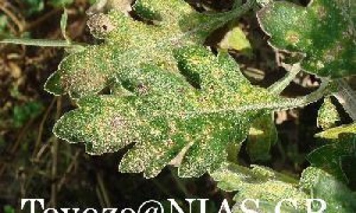 溴咖合剂说明书网—知名的溴啡网站,分享溴咖合剂的功效和副作用知识